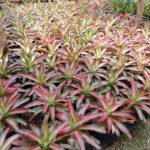 jual tanaman hias