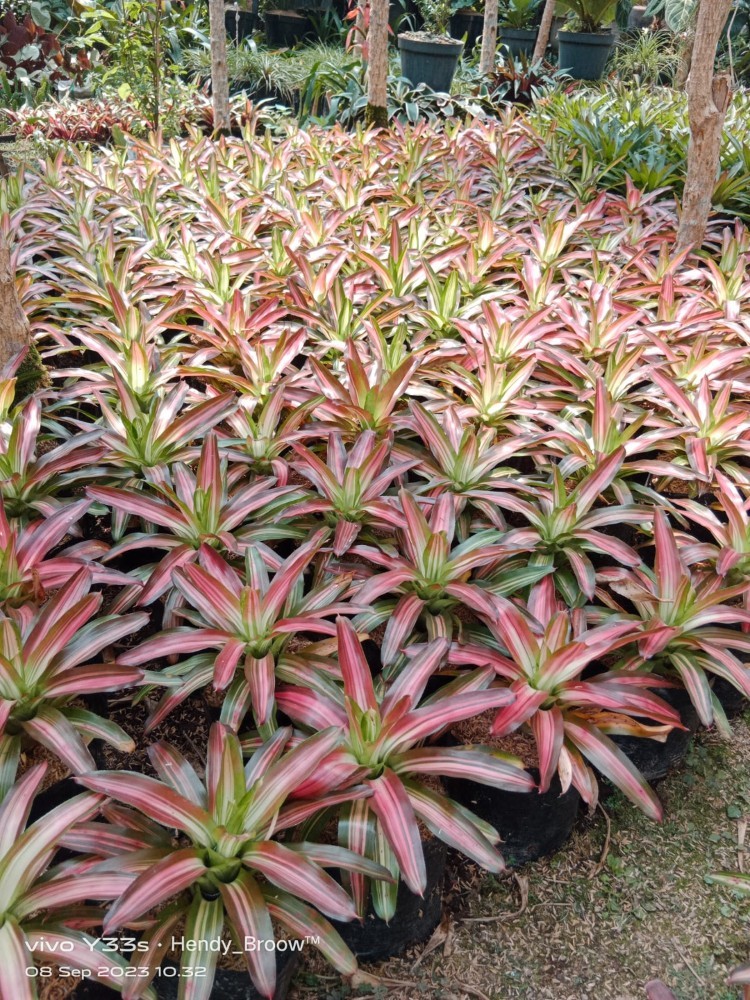 jual tanaman hias