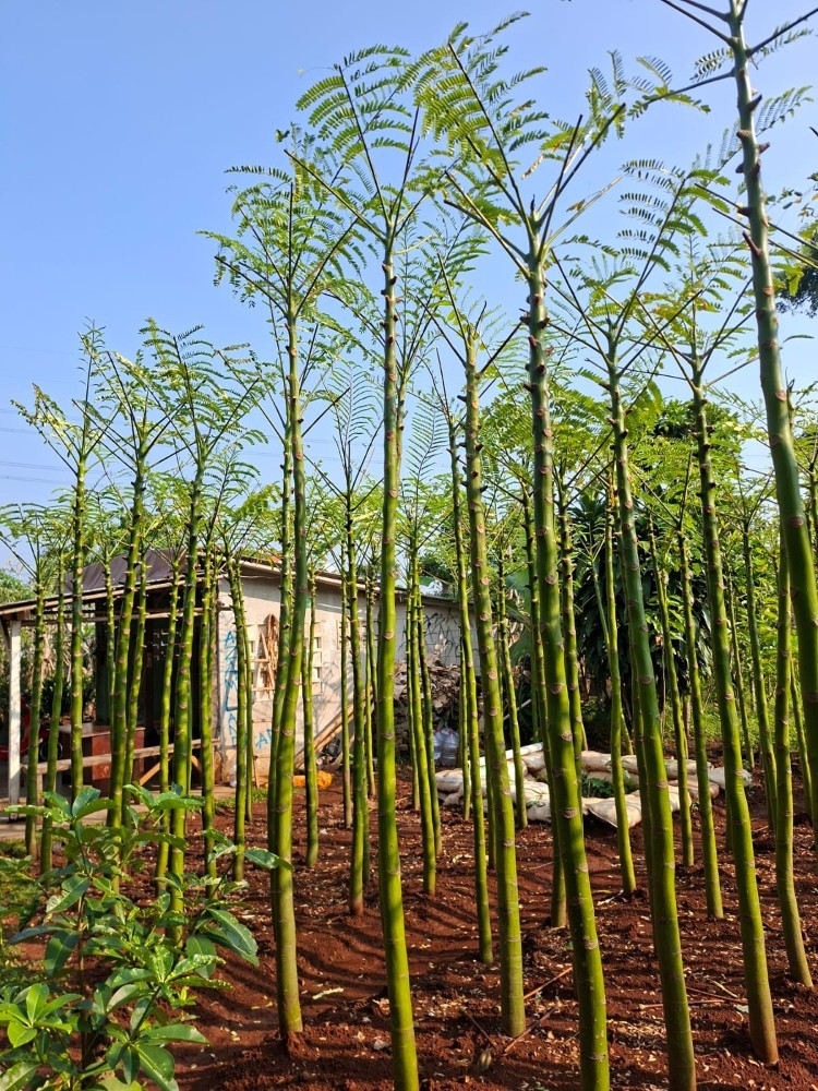 Tukang Taman Depok