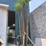 Tukang Taman Jakarta